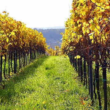 Speed Wine - Sospiri di Vite e di Tabacco: Un viaggio nella meditazione pura