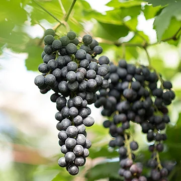 Speed Wine - L'Equivoco del Nome