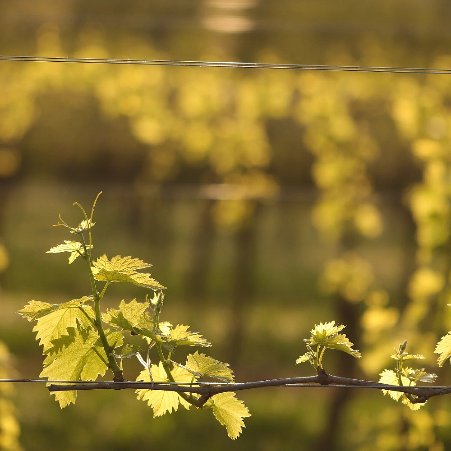 Collio da uve autoctone - Tre vitigni una sola identità Collio da uve autoctone - Tre vitigni una sola identità