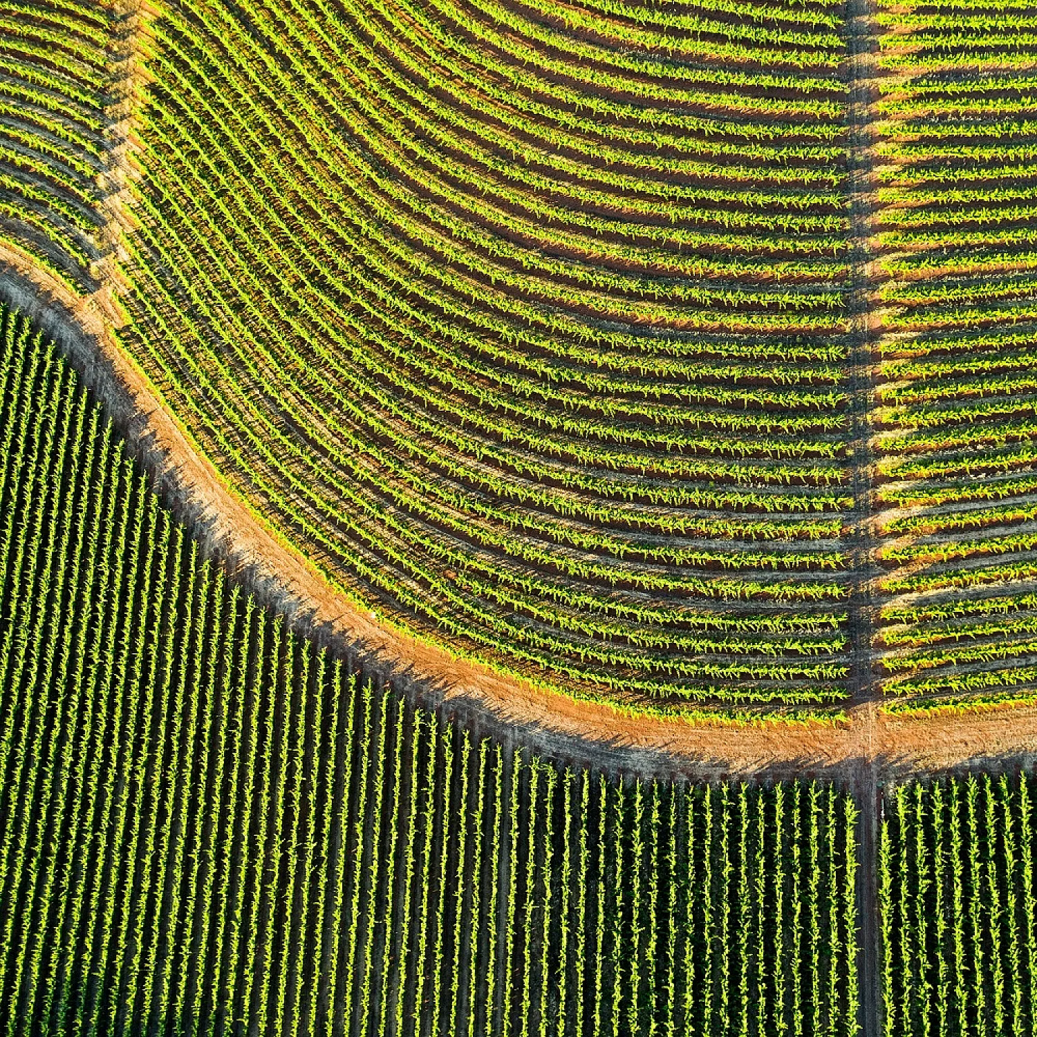 La nouvelle vague del Gavi La nouvelle vague del Gavi
