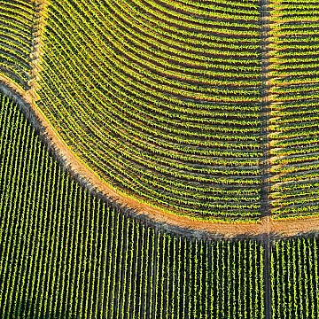 La nouvelle vague del Gavi